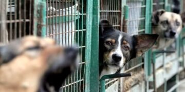 Polițiștii vin cu noi precizări noi în cazul padocului privat de la Suraia