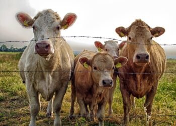 Alarmă în satele din Iași: dispar porcii și vacile din curți