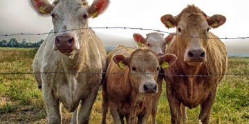 Alarmă în satele din Iași: dispar porcii și vacile din curți