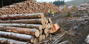 Lovitura pentru mafia lemnului din Alba