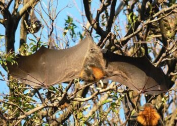 Care sunt cei mai mari lilieci din lume? Cântăresc peste 1,6 kilograme și se numesc „vulpea zburătoare”