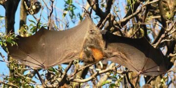 Care sunt cei mai mari lilieci din lume? Cântăresc peste 1,6 kilograme și se numesc „vulpea zburătoare”