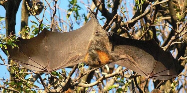 Care sunt cei mai mari lilieci din lume? Cântăresc peste 1,6 kilograme și se numesc „vulpea zburătoare”