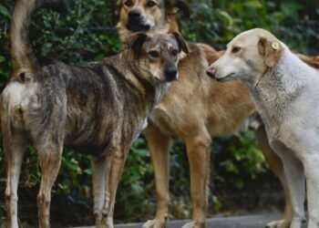 Caz de rabie la un caine fara stapan depistat in Municipiul Iasi