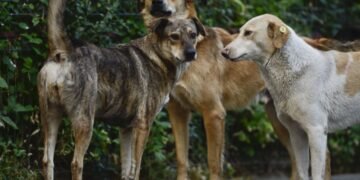 Caz de rabie la un caine fara stapan depistat in Municipiul Iasi