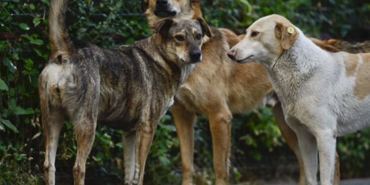 Caz de rabie la un caine fara stapan depistat in Municipiul Iasi