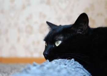 Cum să-ți dai seama dacă o pisică este tristă? Medicii veterinari au enumerat 6 semne