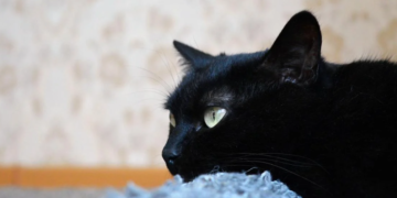 Cum să-ți dai seama dacă o pisică este tristă? Medicii veterinari au enumerat 6 semne