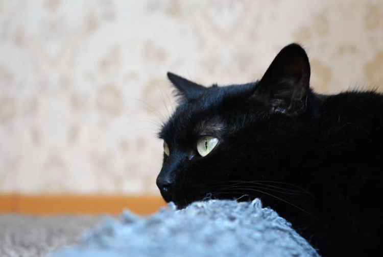 Cum să-ți dai seama dacă o pisică este tristă? Medicii veterinari au enumerat 6 semne