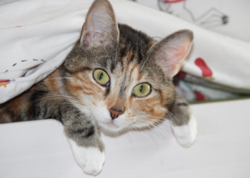 De ce sunt pisicile atât de curioase? Medicii veterinari au identificat 7 motive