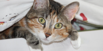 De ce sunt pisicile atât de curioase? Medicii veterinari au identificat 7 motive