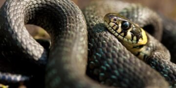 Lovitură în 40 de milisecunde! Acești șerpi atacă mai repede decât pot reacționa oamenii