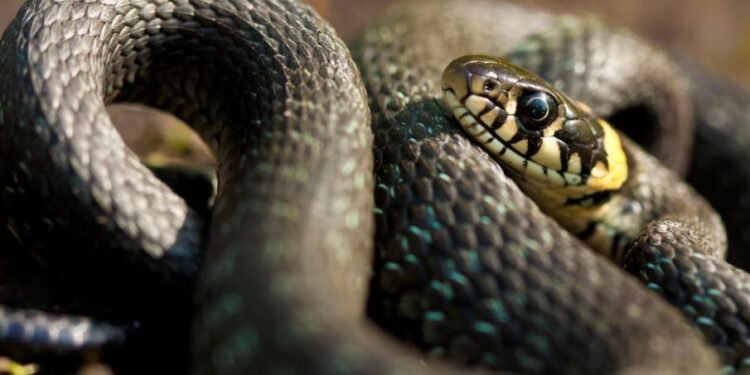 Lovitură în 40 de milisecunde! Acești șerpi atacă mai repede decât pot reacționa oamenii