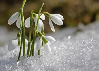 Vreme anormal de caldă în martie! ANM anunță temperaturi peste normal și precipitații deficitare în toată țara