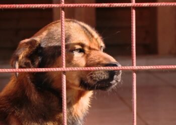 Percheziții în 4 județe, inclusiv la primării! Anchete pentru eutanasieri ilegale de câini fără stăpân