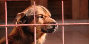 Percheziții în 4 județe, inclusiv la primării! Anchete pentru eutanasieri ilegale de câini fără stăpân