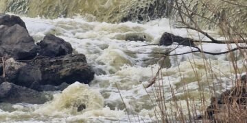 Poluare severă în zona Vlădeni, Iași: apa râului Jijia amenință ecosistemul