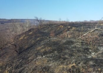 Val de incendii de vegetație în Neamț: 5 focare într-o singură zi, flăcările au amenințat locuințe și păduri