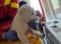 Cățeluș speriat, prins între fum și foc, salvat de pompierii ieșeni