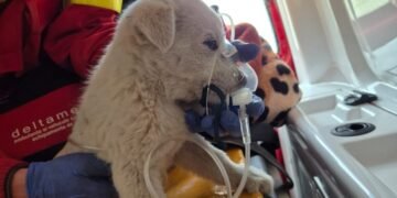 Cățeluș speriat, prins între fum și foc, salvat de pompierii ieșeni