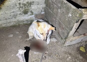 Incident grav în Munteni, Galați. Un bărbat de 34 de ani a fost reținut pentru rănirea unui câine de talie mică