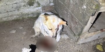 Incident grav în Munteni, Galați. Un bărbat de 34 de ani a fost reținut pentru rănirea unui câine de talie mică