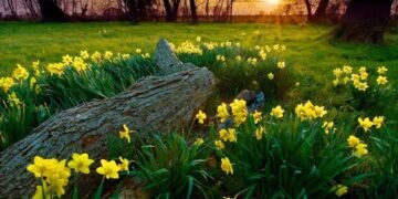 Când revin ploile în România și cum va fi vremea de Paște. Prognoza ANM pentru următoarele 4 săptămâni