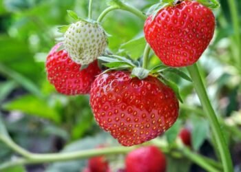 Cum să cultivi căpșuni din semințe? Ghidul grădinarilor