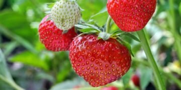 Cum să cultivi căpșuni din semințe? Ghidul grădinarilor