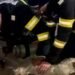 Cățeluș salvat miraculos după o explozie într-un bloc din Vaslui. Pompierii l-au readus la viață după zeci de minute de resuscitare