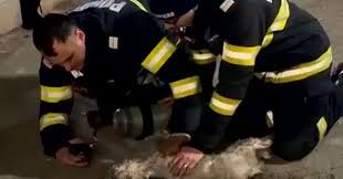 Cățeluș salvat miraculos după o explozie într-un bloc din Vaslui. Pompierii l-au readus la viață după zeci de minute de resuscitare