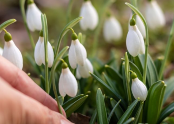 Amenzi de până la 50.000 de euro pentru cei care culeg ghiocei, în Germania