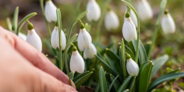 Amenzi de până la 50.000 de euro pentru cei care culeg ghiocei, în Germania