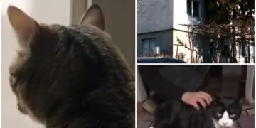 Brigada felinelor din Constanța: mai multe pisici au pus pe fugă cinci hoți care voiau să dea lovitura