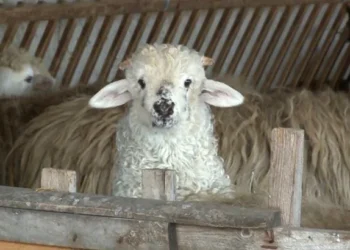 Paștele costă mai mult: mieii dispar și prețurile explodează în Iași!