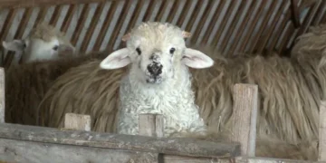 Paștele costă mai mult: mieii dispar și prețurile explodează în Iași!