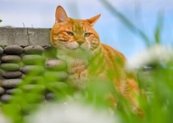 Asta ar putea ucide animalul tău de companie! Ce alimente ar trebui să eviți să le dai pisicilor?