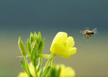 Echinocțiul de primăvară 2026. Semnificații și tradiții