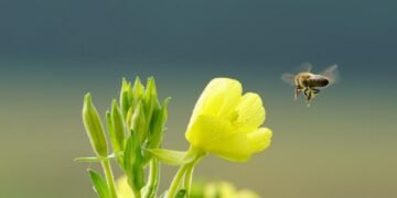 Echinocțiul de primăvară 2026. Semnificații și tradiții