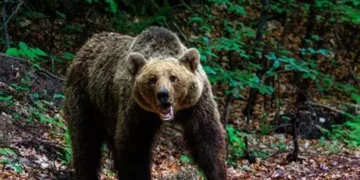 Braşov: Doi bărbaţi care au împuşcat ilegal un urs, în oraşul Victoria, reţinuţi/ Ei au folosit o armă de vânătoare cu termoviziune