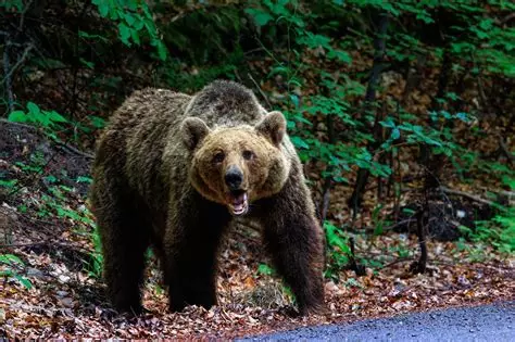 Braşov: Doi bărbaţi care au împuşcat ilegal un urs, în oraşul Victoria, reţinuţi/ Ei au folosit o armă de vânătoare cu termoviziune