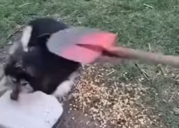 Gest revoltător în Scobinți: un minor a transformat cruzimea în „distracție” și a lovit un câine cu un hârleț în cap