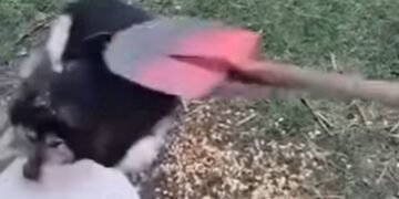 Gest revoltător în Scobinți: un minor a transformat cruzimea în „distracție” și a lovit un câine cu un hârleț în cap