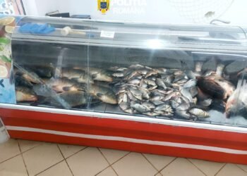 Acțiune pentru combaterea comercializării ilegale a peștelui și a produselor din pește, în județul Galați