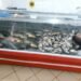 Acțiune pentru combaterea comercializării ilegale a peștelui și a produselor din pește, în județul Galați