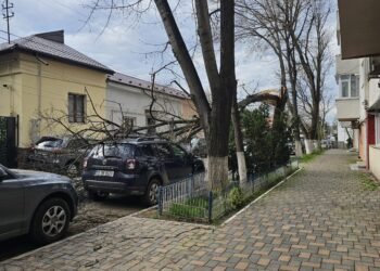 Copaci doborâți de vânt în mai multe zone din Iași