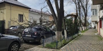 Copaci doborâți de vânt în mai multe zone din Iași