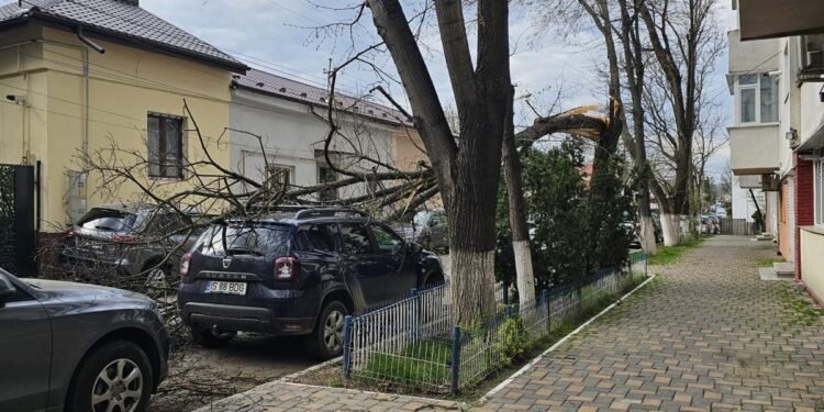Copaci doborâți de vânt în mai multe zone din Iași