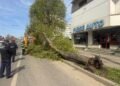 Iași | Un copac a căzut pe carosabil în zona Moara de Foc. Din fericire, nu s-au înregistrat victime