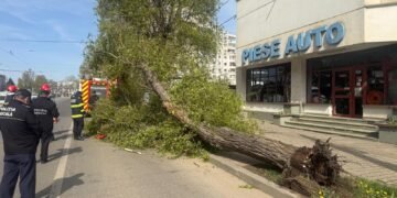 Iași | Un copac a căzut pe carosabil în zona Moara de Foc. Din fericire, nu s-au înregistrat victime